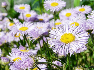 Purple Erigeron pulchellus daisy Asteraceae family flowers blooming in garden on sunny summer day.