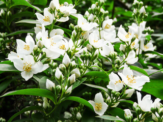 Blooming jasmine bush full of flowers and buds in green lush foliage on summer day in garden.