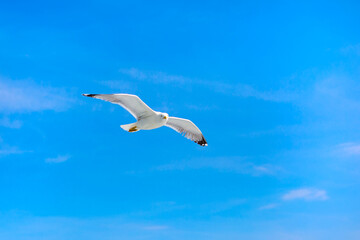 Obraz premium Fish seagull flying in the blue sky, freedom concept, place for text