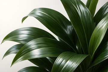 Green Tropical Plant Leaves Isolated