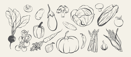 Fresh vegetables hand drawn collection, Farm ingredient line art vector set, organic food sketches for menu and kitchen design