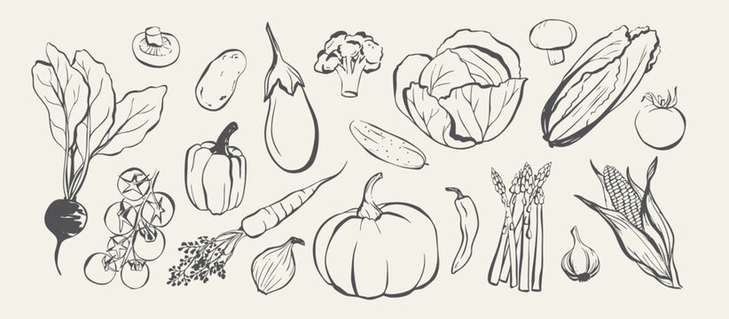 Fresh vegetables hand drawn collection, Farm ingredient line art vector set, organic food sketches for menu and kitchen design