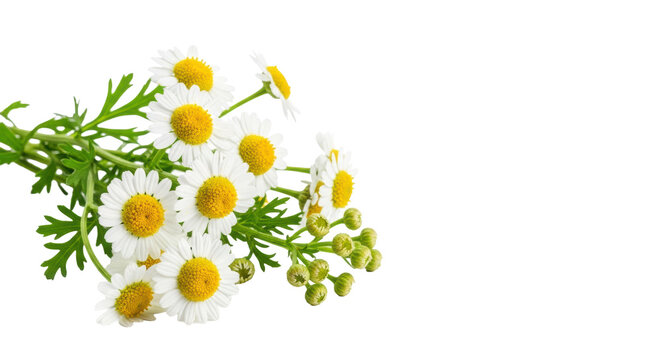 Macro view of fresh feverfew plants featuring delicate white daisy-like flowers and green buds, isolated on a transparent studio background, showcasing organic simplicity.