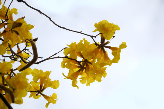 Tabebuia argentea Britton, also known as the Silver trumpet tree or Tree of gold, has yellow flowers that bloom profusely all over the tree, creating a beautiful and vibrant contrast against the soft.