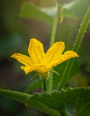 Vibrant Cucumber Blossom in Natural Light - A Close-Up View.