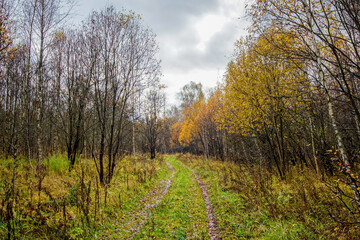 Fototapeta premium dirt road through forest after heavy rain