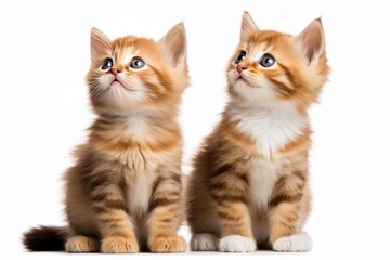 Obraz premium Two adorable tabby kittens with blue eyes sitting on a white background looking up