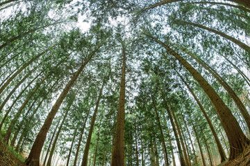 Obraz premium Low angle, ground level fish eye view looking up at a dense coniferous forest canopy. Ultra wide fish eye distortion, overcast winter day, no people