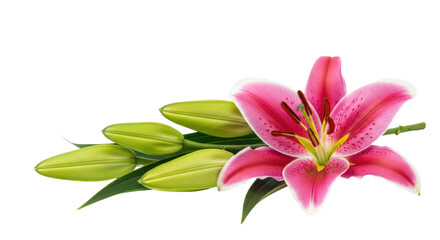 Fototapeta premium a single vibrant fuchsia-pink stargazer lily macro shot flat lay on a transparent background with unopened green buds and sharp dark leaves, concept of growth and new life