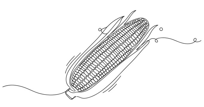 Hand-drawn corn on the cob illustration with husk and kernels in black and white. Non editable stroke