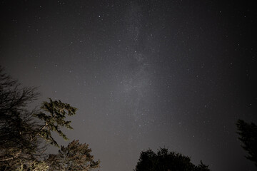 Tree Silhouette Night Sky Stars