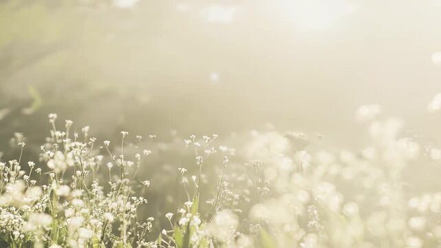 Wildflowers and dewy grass bathed in warm morning light, soft focus bokeh and hazy golden glow evoking a tranquil, dreamy meadow at sunrise, perfect background