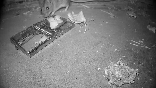 Yellow-necked mouse (Apodemus flavicollis) moving around a mousetrap.