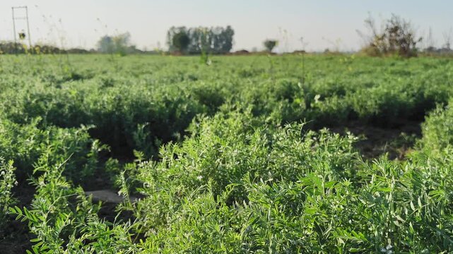 Tracking shot of a dense green legume crop also known as masoor, leafy plants filling the frame as rows recede into soft focus, capturing agricultural growth under daylight.