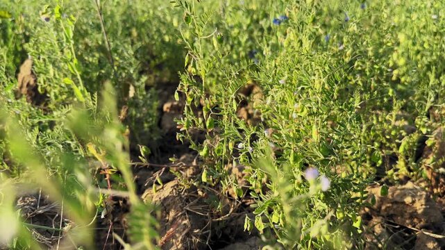 Static closeup of mature masoor lentil plants bearing multiple green seed pods, sunlit foliage clustered above dry soil, subtle motion visible as stems respond to breeze.