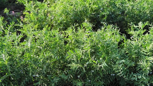 Static close shot of healthy masoor lentil plants forming a dense green canopy, tender leaves gently swaying in a mild breeze, showcasing early growth stages in farmland.