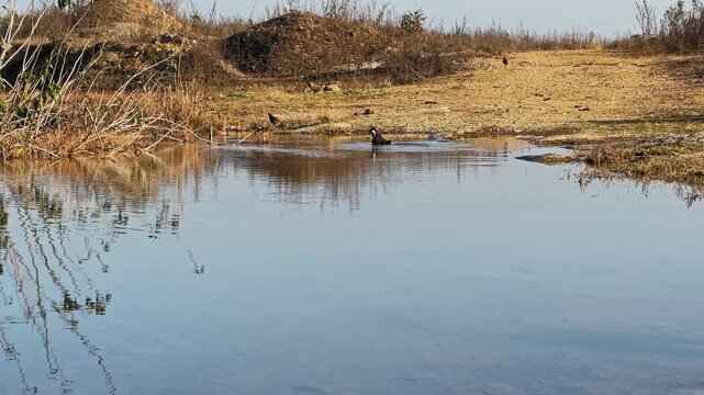 Red wattled lapwing birds bathe in a shallow rural water pool, creating gentle ripples as dry muddy banks and reflections frame a quiet countryside scene!