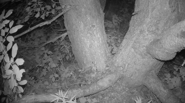 Red fox (Vulpes vulpes) caught on the trail camera under a pine tree in Saaremaa, Estonia.