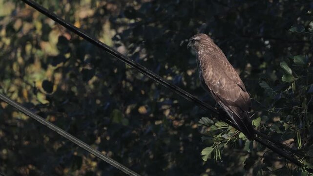 Common buzzard ( buteo buteo ) perching on the power lines