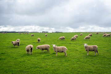 Fototapeta premium Grazing sheep in a green field near Twelve Apostles, Great Ocean Road, Australia