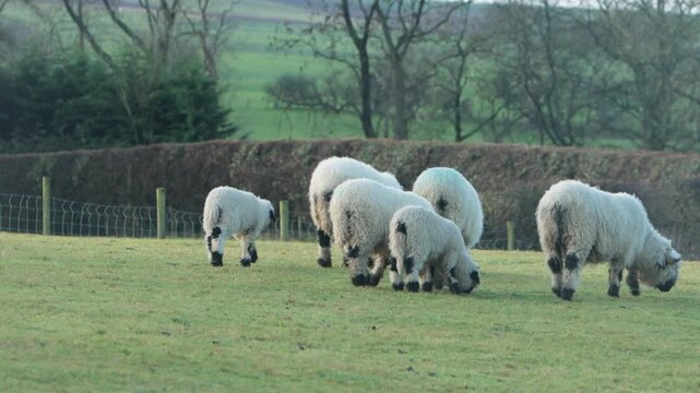 A flock of Valaise Blacknose Sheep in a Welsh field in Winter. This mountain breed originates from the Valais area of Switzerland.