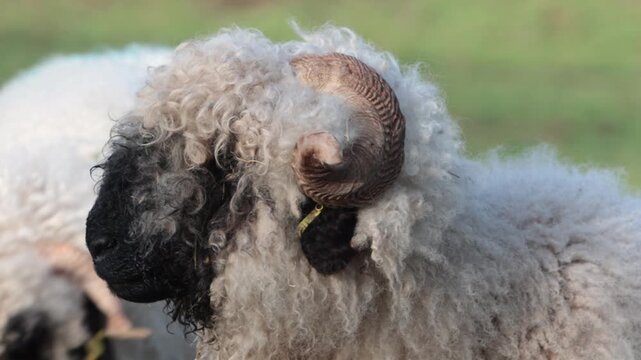 Closeup of Valaise Blacknose Sheep. This breed originates in the mountains of the Valaise region of Switzerland. Winter. Wales.