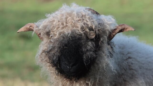 Closeup of a Valiase Blacknose Sheep. This mountain breed originates from the Valais area of Switzerland. Winter. Wales