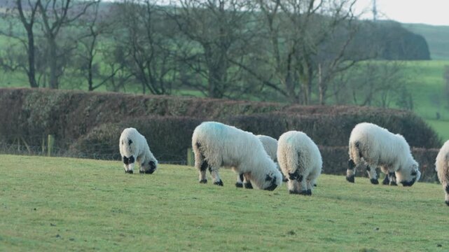 A small flock of Valaise Blacknose Sheep grazing. This mountain breed originates from the Valais area of Switzerland. Winter. Wales