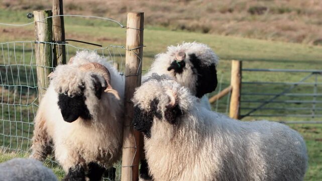 A small flock of Valaise Blacknose Sheep. This breed originates from the mountainous Valais area of Switzerland. Winter. Wales
