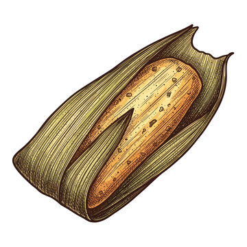 Hand-drawn illustration of a tamale wrapped in corn husk, traditional Mexican food