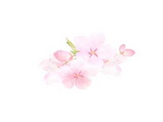 Fototapeta premium 水彩風の桜の花