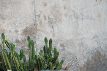 green cactus by the wall © Giannis