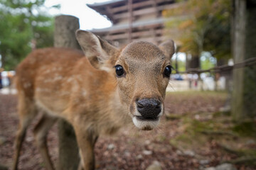 Fototapeta premium Nara Deer Close Up, Nara Park, Japan