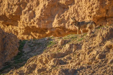 Arabian Red Fox is standing on a rocky hillside in Kuwait desert. The image has a moody and sun light is falling on the fox face. Fox is alone and the rocky terrain  © ManojKumar