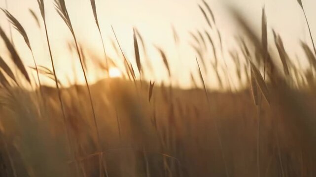 Golden light of a setting sun filtering through a field of tall miscanthus grass, creating a warm, tranquil, and natural scene with a soft bokeh background