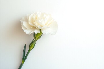 Obraz premium Hydrangea flower on white background, Bloom blossom bouquet inspired by botany, birthday flower bunch on tree branch with card to celebrate congratulation