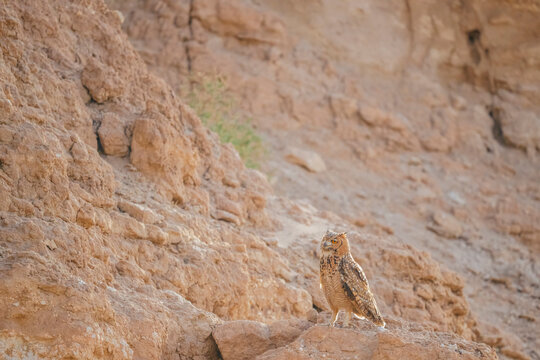Pharaoh eagle owl is perched on a rocky hillside. The owl is looking to its left. The scene is quiet and peaceful, with the owl being the only living creature in the desert area.