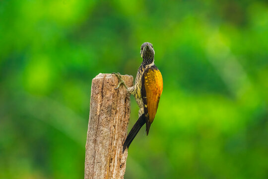 Black rumped flameback stands on a wooden post. The bird is perched on the post and he is looking to its left. The image has a peaceful and serene mood