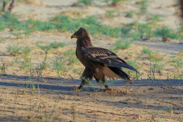 Obraz premium Greater Spotted eagle is walking on the sand with its wings spread. Eagle is brown and has a sharp beak. The scene is peaceful and serene, with the bird walking calmly on the sand