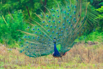 Obraz premium A peacock is walking through a field of grass. The bird is large and has many beautiful blue and green feathers. The scene is peaceful and serene, with the bird standing out against the green grass