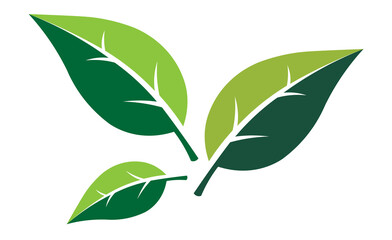 Fototapeta premium Green leaf icons set. Leaves icon on isolated background. Collection green leaf. Elements design for natural,