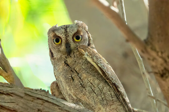 Eurasian Scops owl is perched on a tree branch. The owl has yellow eyes and a gray face