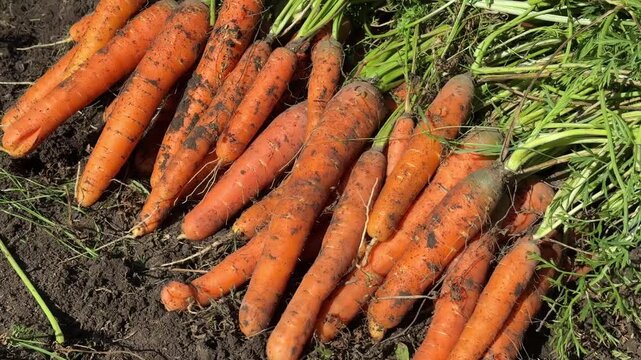A healthy carrot harvest laying on the soil bed, showcasing ripe, vibrant orange root vegetables.