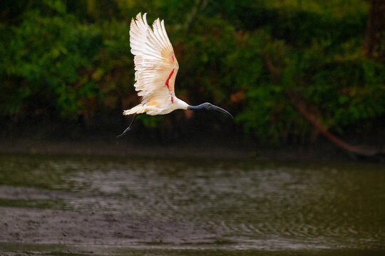 Black headed ibis bird is flying over a body of water in rain. The bird is white and has red feathers on its wings. The water is calm and still, with ripples forming on the surface. 