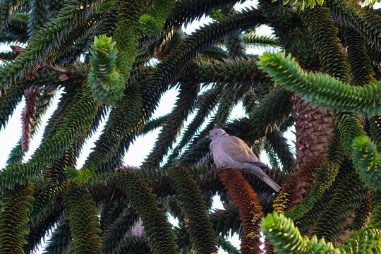 Eurasian collared-dove (Streptopelia decaocto) perched among the dense branches of a Monkey Puzzle tree (Araucaria araucana).