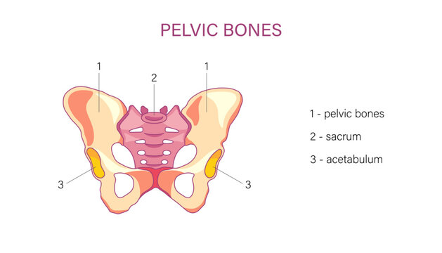 Labeled pelvic bones anatomy diagram with sacrum and acetabulum human medical illustration
