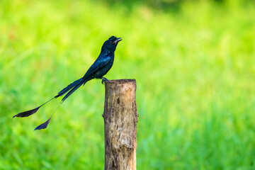Obraz premium Greater racket tailed drongo bird with a black head is perched on a branch. The bird is looking to the camera and eating.