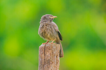 Jungle babbler bird is perched on a wooden post. The bird is small and brown. The post is green and the background is also green