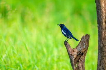Naklejka premium Oriental magpie robin bird is perched on a tree branch. The bird is looking to its left