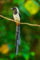 Obraz premium white billed treepie bird with a long tail is perched on a branch. The bird is black and white. The image has a peaceful and serene mood